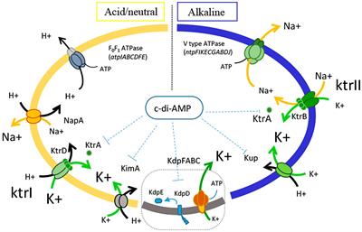 Redundant potassium transporter systems guarantee the survival of Enterococcus faecalis under stress conditions